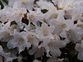 Rhododendron Dora Amateis IMG_5896_1 Różanecznik